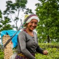 AMBO-IN-10-Oikocredit-Organic-Tea-Finance.jpg