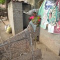 bwdc-india-mathavi-470pix.jpg