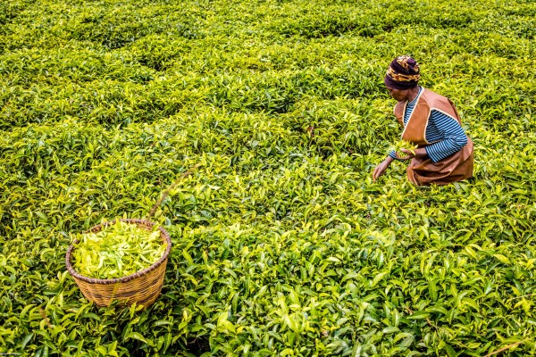 La petita productora de te Agnès Mukamunam recol·lectant te en el seu camp La petita productora de te Agnès Mukamunam recol·lectant te en el seu camp
