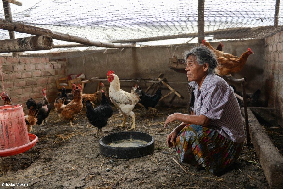 Dimas Morales tiene muchos objetivos: tener una granja más grande es solo uno de ellos. Dimas Morales tiene muchos objetivos: tener una granja más grande es solo uno de ellos.