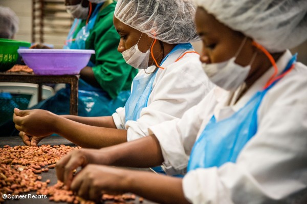 Los empleados de Greenforest Foods clasifican las nueces para la venta.