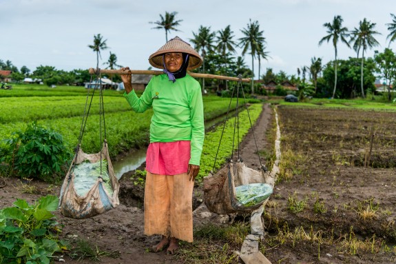 Ami bin Sarim portant llegums collites. Ami bin Sarim portant llegums collites.