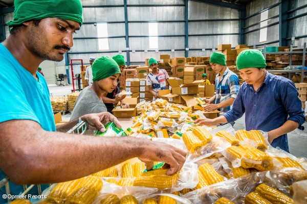 Maíz listo para despacho en la planta de procesamiento de Y-Cook en Hosakote