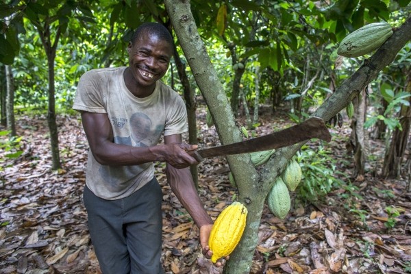 Miembro de Ecookim y plantador de cacao Firmin Kouakou N'dri cosechando vainas de cacao maduras.