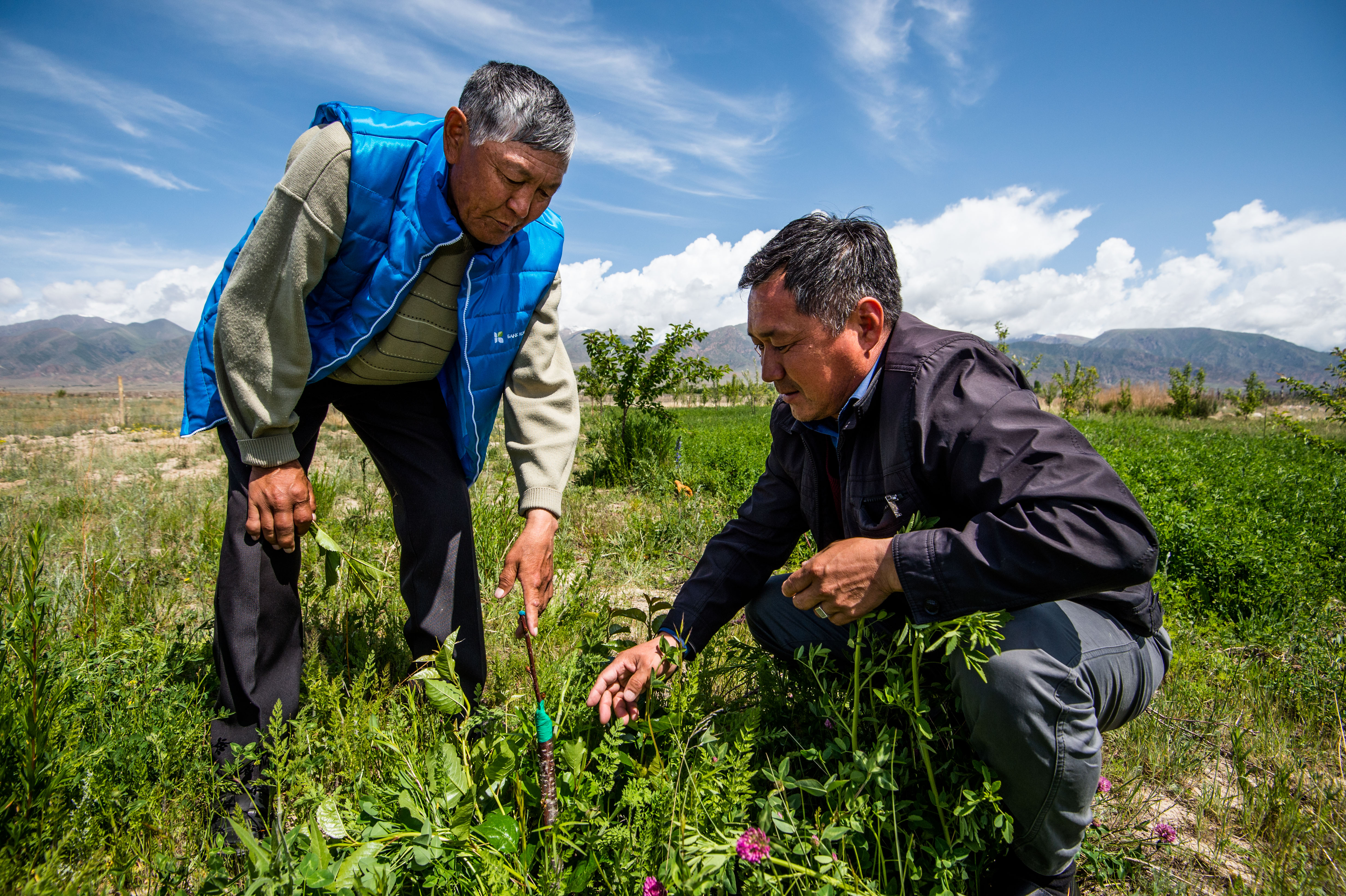 El agr&oacute;nomo de Kompanion, Kenesh Bukabaev y Alybaev Duishonb