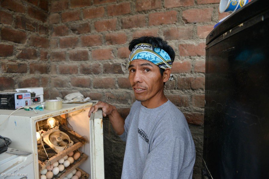 Las ideas innovadoras de Neider Morales han convertido la cría de pollos de su madre en un éxito aún mayor. Las ideas innovadoras de Neider Morales han convertido la cría de pollos de su madre en un éxito aún mayor.