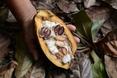 Fruto de cacao