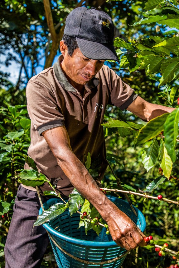 Juan Cordoba Pérez collint cafè
