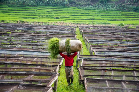 Taules d'assecat Taules d'assecat