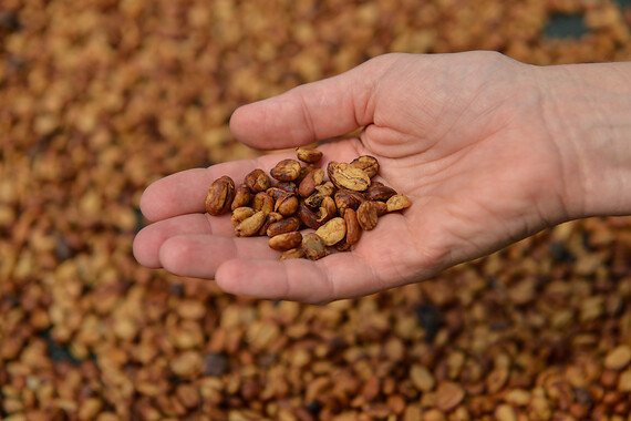 Café en grano