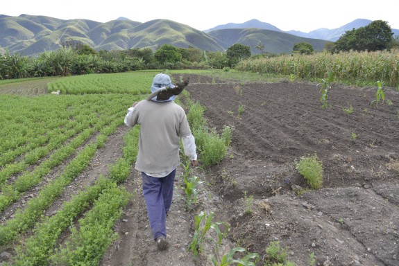 Angel Yaguana es guanya la vida cultivant alfalfa a Malacaltos. Angel Yaguana es guanya la vida cultivant alfalfa a Malacaltos.